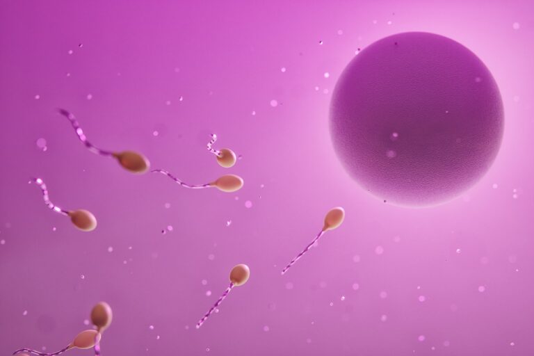 ovum, sperm, fertilization