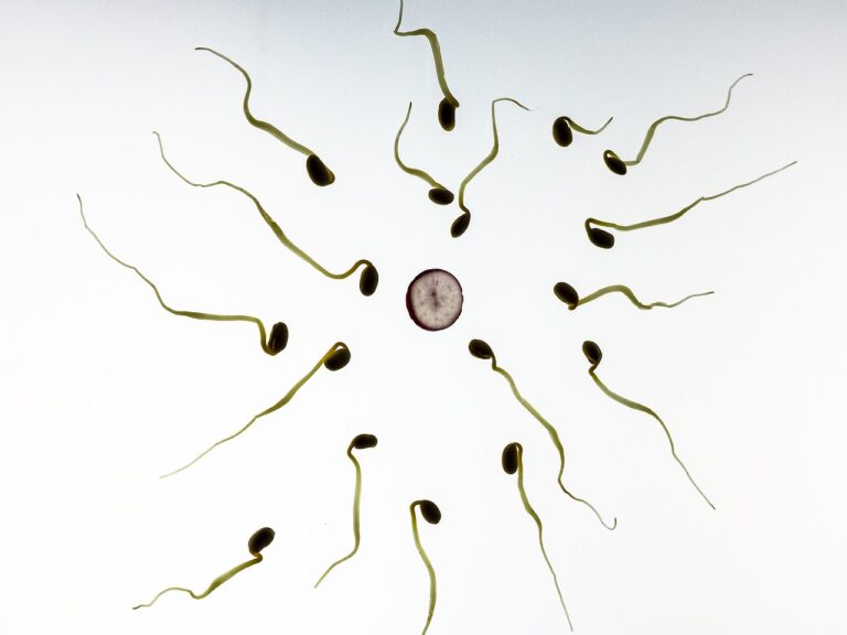 sperm, fertilization, pregnancy
